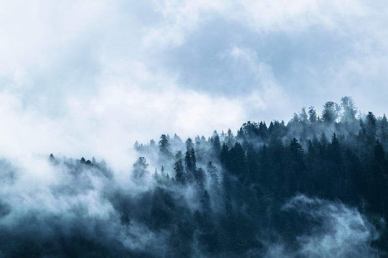 Mystical Forest